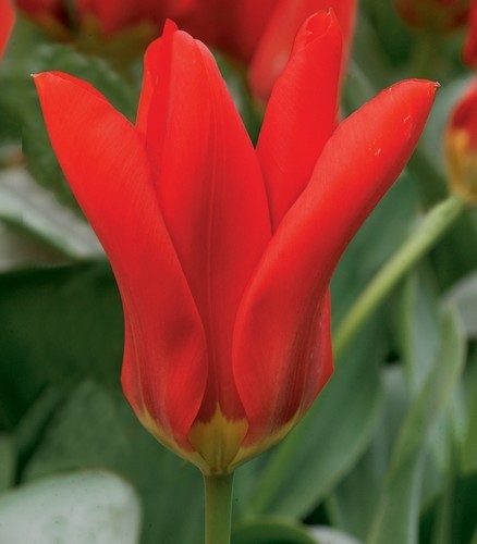 Tulipa Fosteriana-Hybriden 'Madame Lefeber'