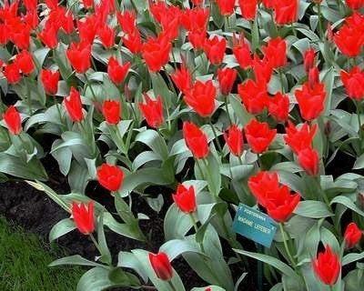 Tulipa Fosteriana-Hybriden 'Madame Lefeber'