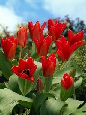 Tulipa Fosteriana-Hybriden 'Madame Lefeber'