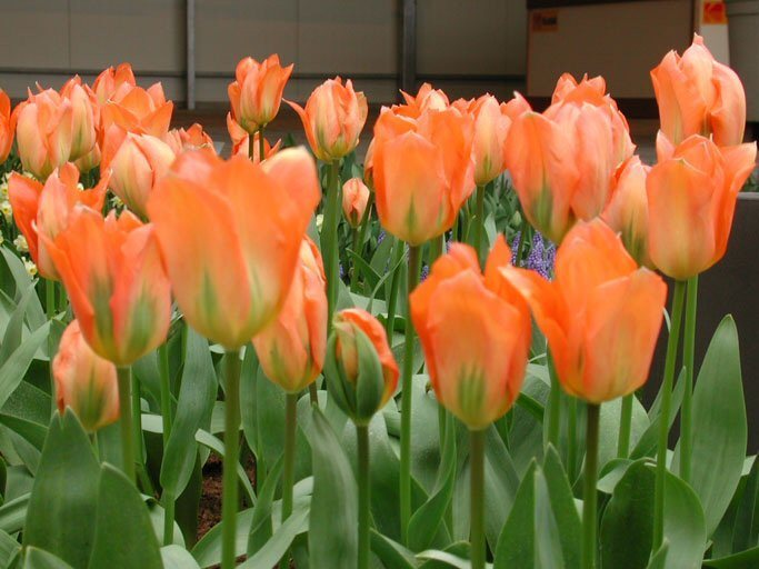Tulipa Fosteriana Hybrids 'Orange Emperor'