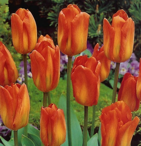 Tulipa Fosteriana Hybrids 'Orange Emperor'