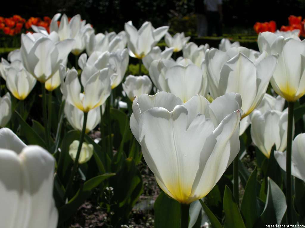 Tulipa Fosteriana-Hybriden 'Purissima'