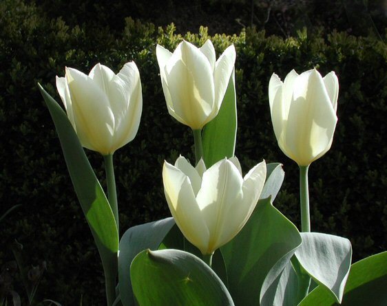 Tulipa Fosteriana-Hybriden 'Purissima'