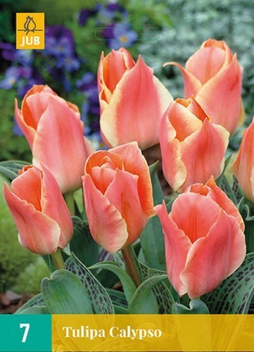 Tulipa Greigii-Hybriden 'Calypso'