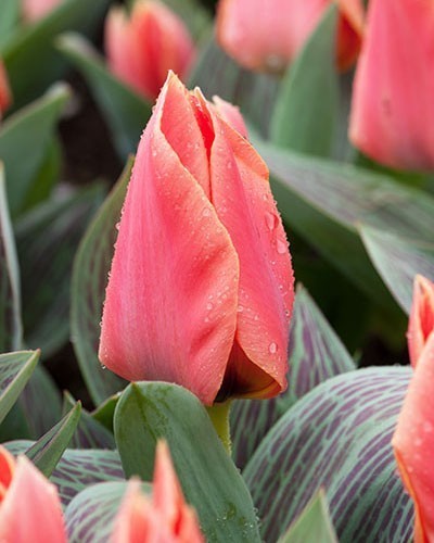 Tulipa Greigii-Hybriden 'Calypso'