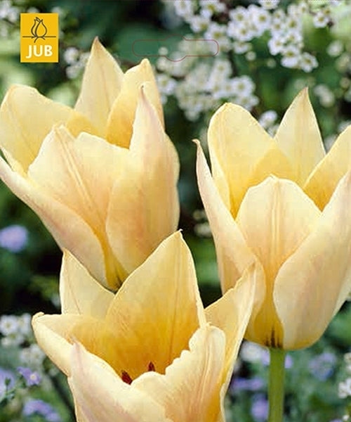 Tulipa Greigii-Hybriden 'Für Elise'