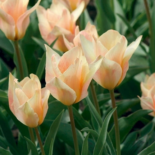 Tulipa Greigii-Hybriden 'Für Elise'