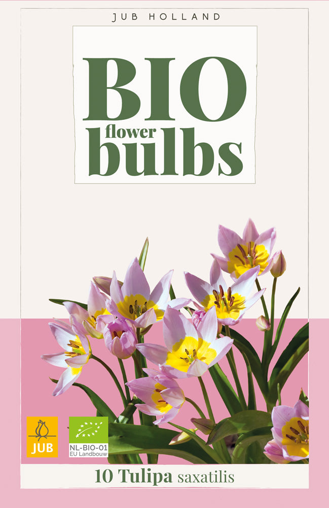 Tulipa saxatilis