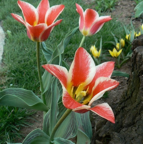 Tulipa Greigii-Hybriden 'Pinocchio' / 'Willem van Den Akker'