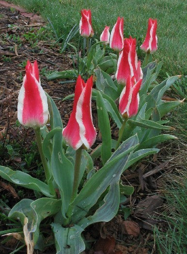 Tulipa Greigii-Hybriden 'Pinocchio' / 'Willem van Den Akker'