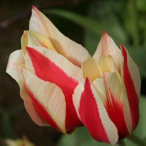 Tulipa Greigii-Hybriden 'Pinocchio' / 'Willem van Den Akker'
