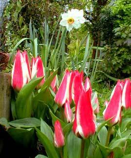 Tulipa Greigii-Hybriden 'Pinocchio' / 'Willem van Den Akker'