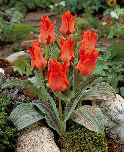 Tulipa Greigii-Hybriden 'Roodkapje' / 'Greiggii Red'