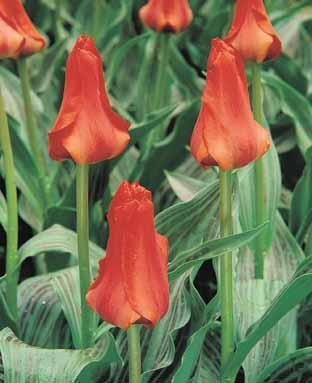 Tulipa Greigii-Hybriden 'Roodkapje' / 'Greiggii Red'