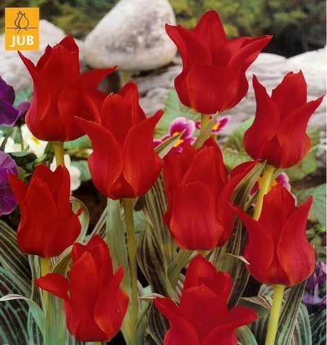 Tulipa Greigii-Hybriden 'Roodkapje' / 'Greiggii Red'