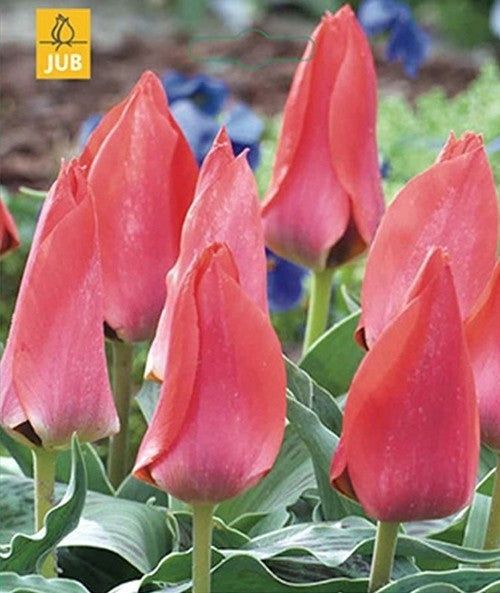 Tulipa Greigii-Hybriden 'Trauttmansdorff'