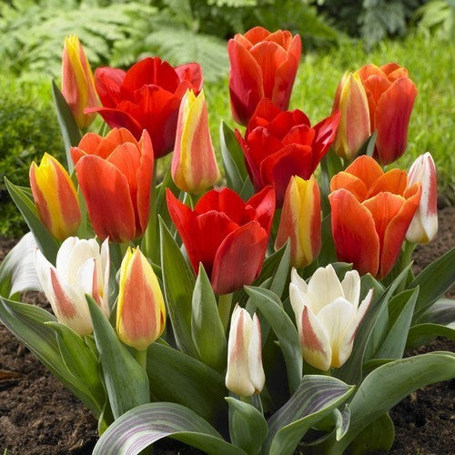 Tulipa Greigii-Hybriden 'Mix Top 5'