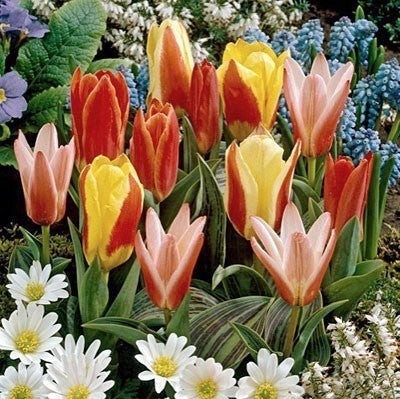 Tulipa Greigii-Hybriden 'Mix Top 5'