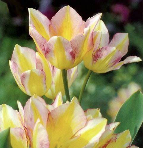 Tulipa 'Antoinette'