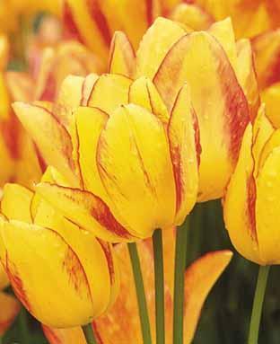 Tulipa 'Antoinette'
