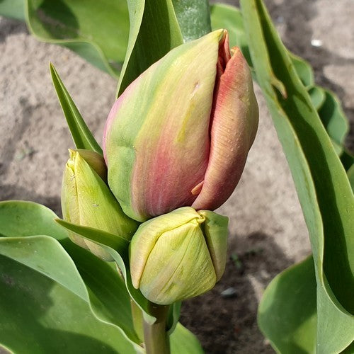 Tulip 'Blue Heaven'