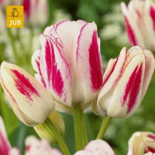 Tulipa 'Candy Club'