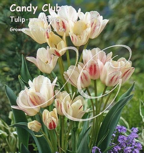 Tulipa 'Candy Club'