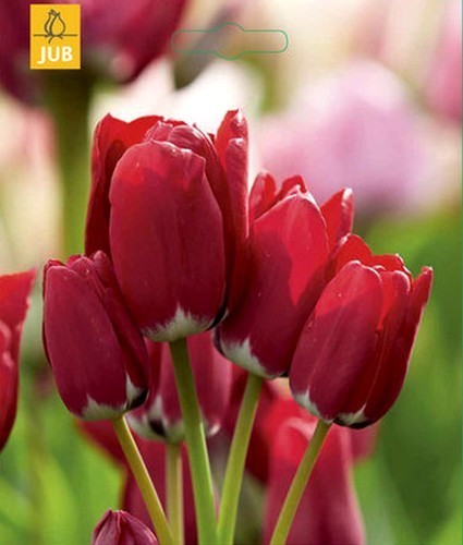 Tulipa 'Fiery Club'