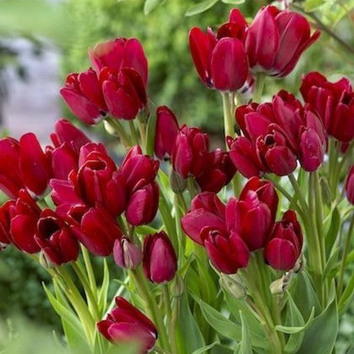 Tulipa 'Fiery Club'