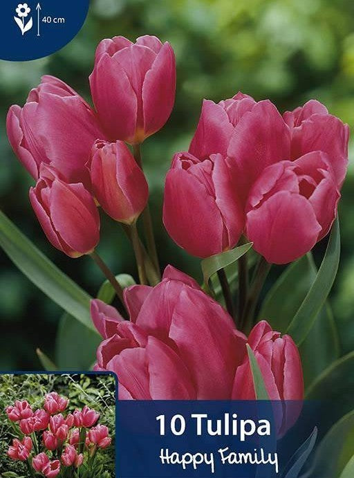 Tulipa 'Happy Family'