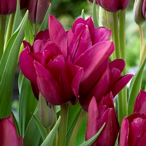 Tulipa 'Night Club'