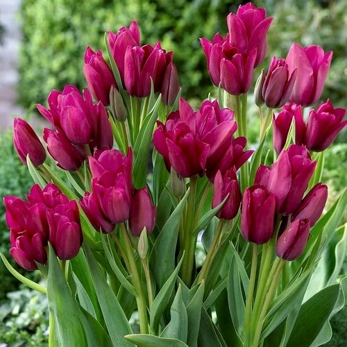 Tulipa 'Night Club'
