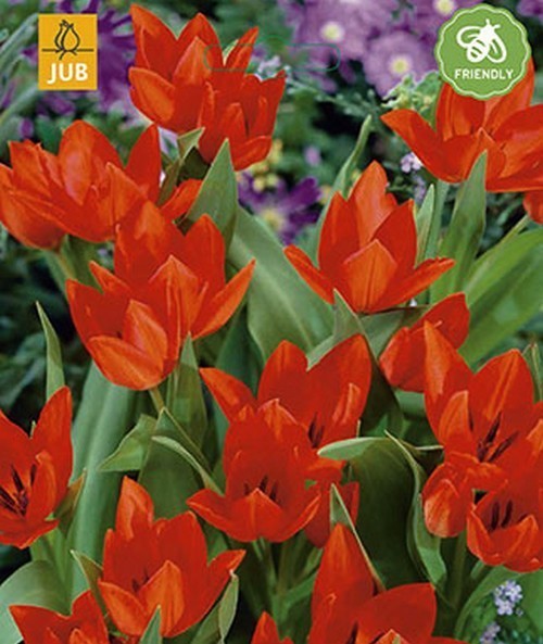 Tulip 'Praestans Zwanenburg Variety'