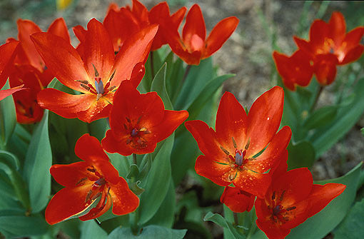 Tulip 'Praestans Zwanenburg Variety'