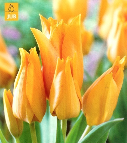 Tulipa 'Praestans Shogun'