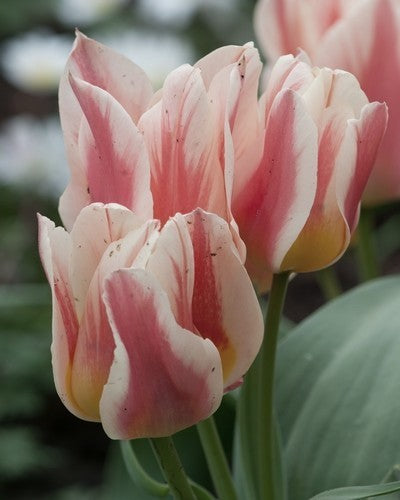 Tulipa 'Quebec'
