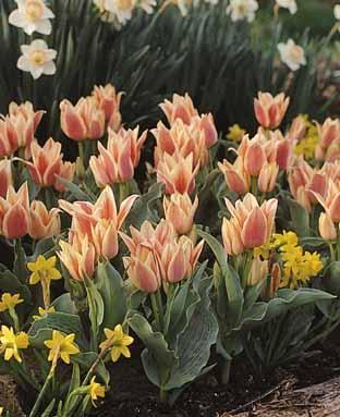 Tulipa 'Quebec'