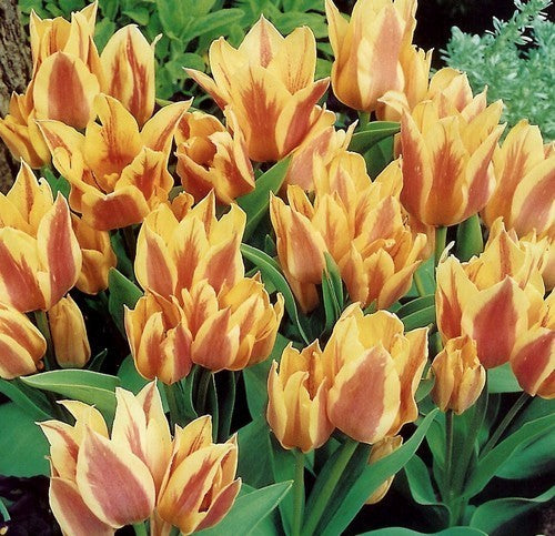 Tulipa 'Quebec'