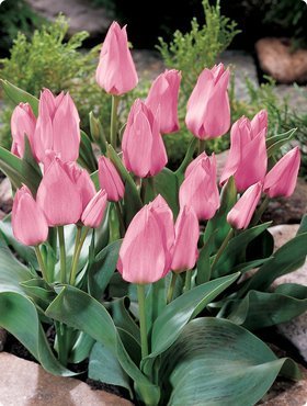 Tulipa 'Toronto'