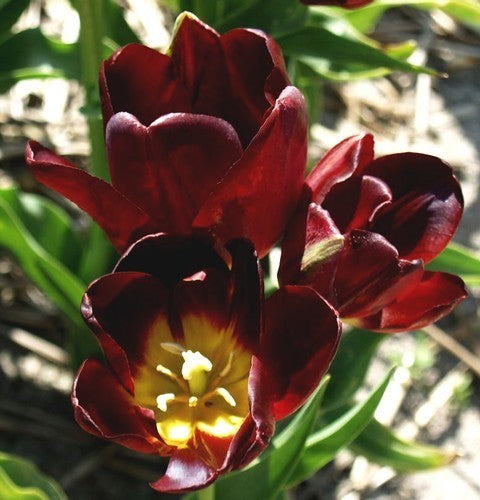 Tulipa 'Wallflower'