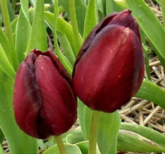 Tulipa 'Wallflower'