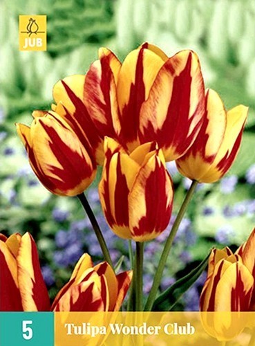 Tulipa 'Wonder Club'