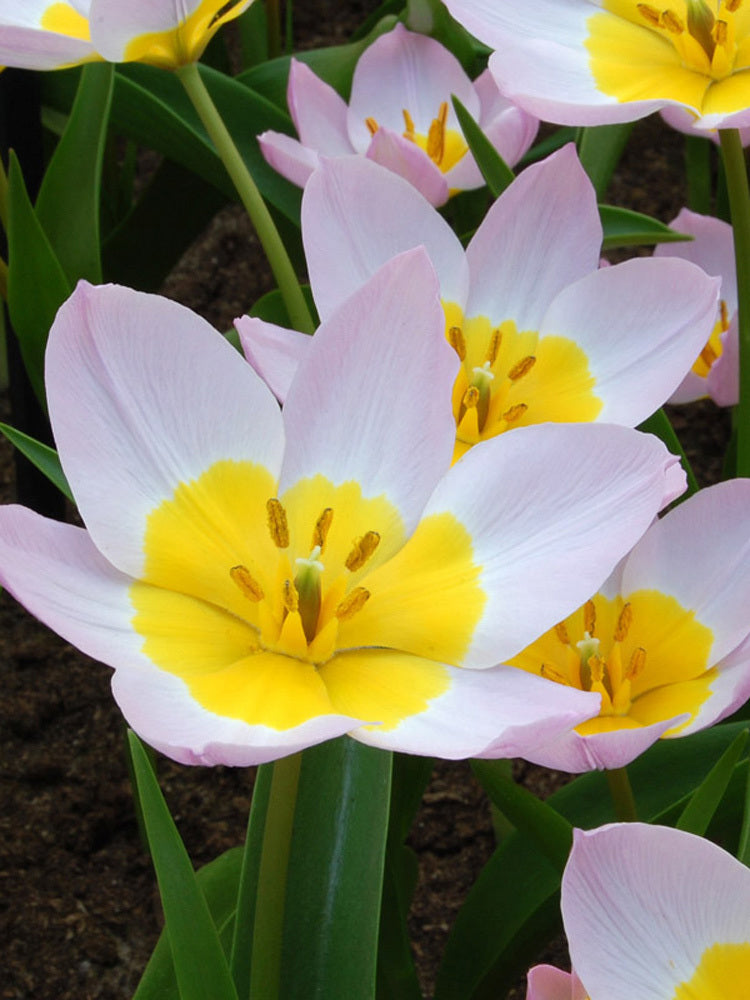 Tulipa bakeri 'Lilac Wonder'