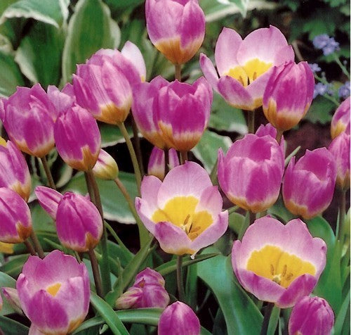 Tulipa bakeri 'Lilac Wonder'