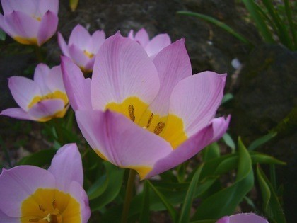 Tulipa bakeri 'Lilac Wonder'