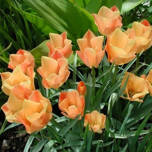 Tulipa batelinii 'Bright Gem'