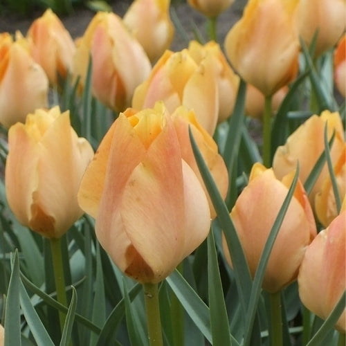 Tulipa batelinii 'Bright Gem'
