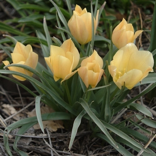Tulipa batelinii 'Bright Gem'