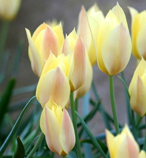 Tulipa batelinii 'Honky Tonk'