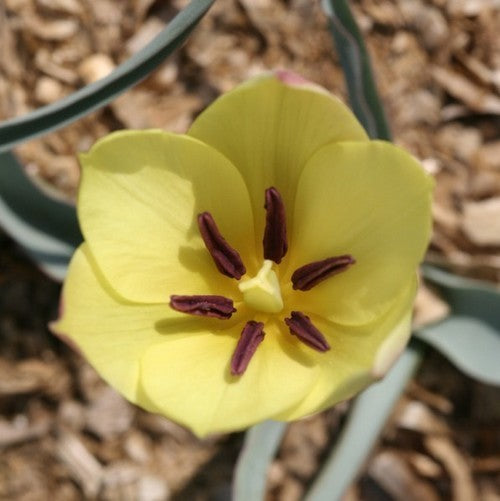 Tulipa batelinii 'Honky Tonk'